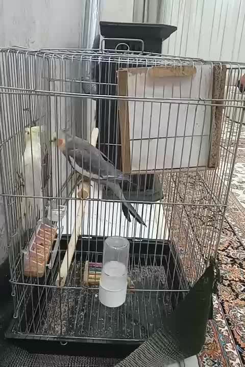 عروس هلندی نر ماده|پرنده|گرمی, |دیوار