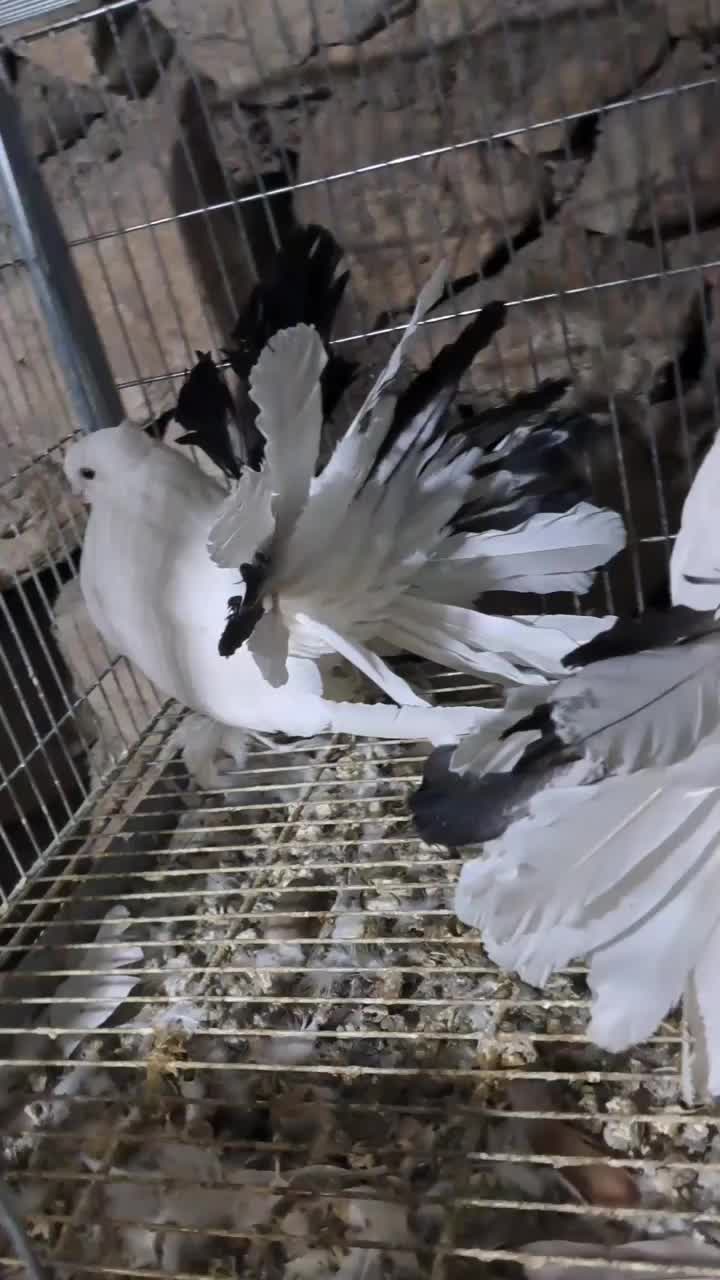 چتری آمریکایی دم رنگی|پرنده|اصفهان, بهاران|دیوار