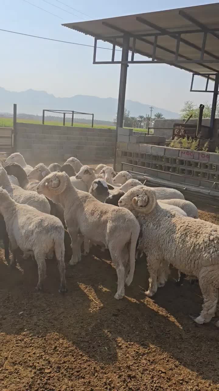 میش و قوچ مرینوس|حیوانات مزرعه|شیراز, کوشک بیدک|دیوار