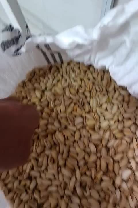 پسته اکبری|خوردنی و آشامیدنی|قم, شهر قائم|دیوار