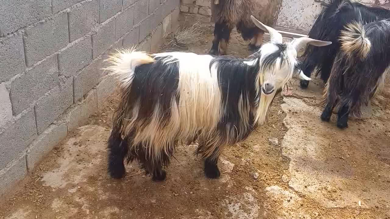 بز میش بره|حیوانات مزرعه|کوهرنگ, |دیوار