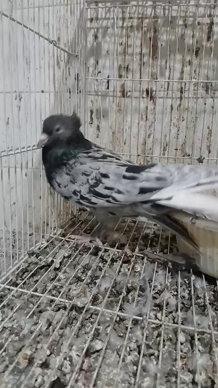 کبوتر کله سینه دم سفید دم سیاه طوقی|پرنده|شیروان (خراسان), |دیوار