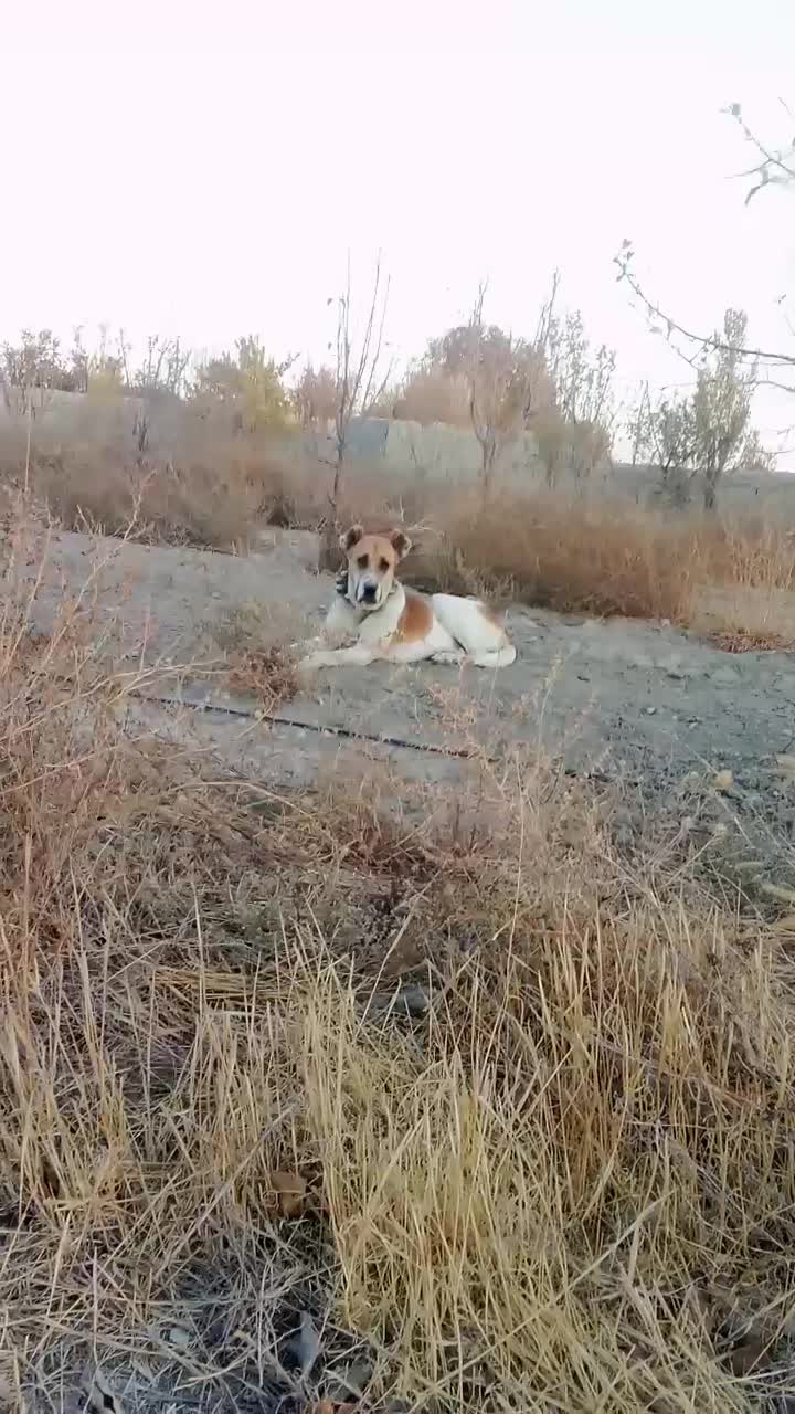 توله ماده خراسانی نگهبان گله|سگ|چناران, |دیوار