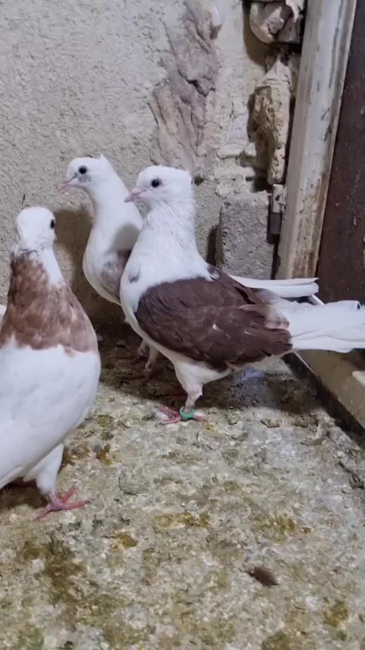 13عدد رنگه آس جفتگاه و پرش|پرنده|تربتحیدریه, فردوسی جنوبی|دیوار