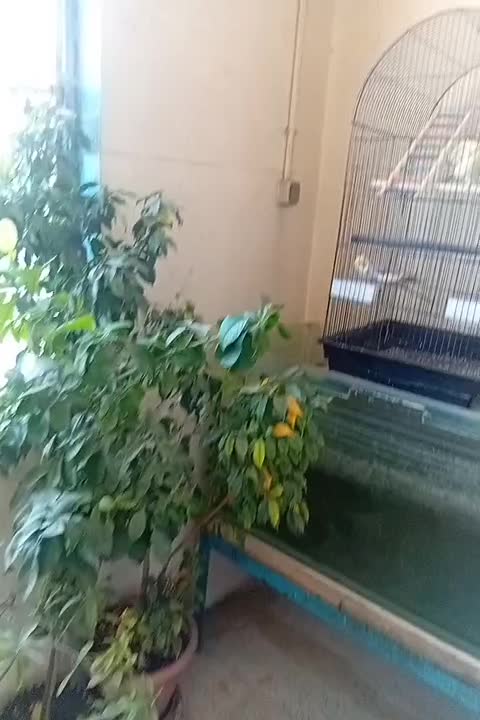 عروس هلندی|پرنده|مشهد, شهرک صنعتی توس|دیوار