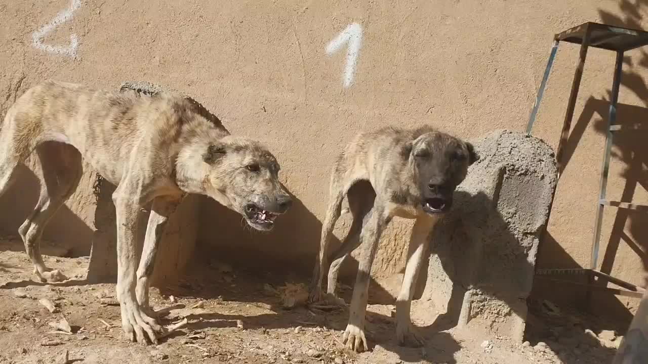 فروش فوری  دو قلاده خراسانی|سگ|بسطام, |دیوار