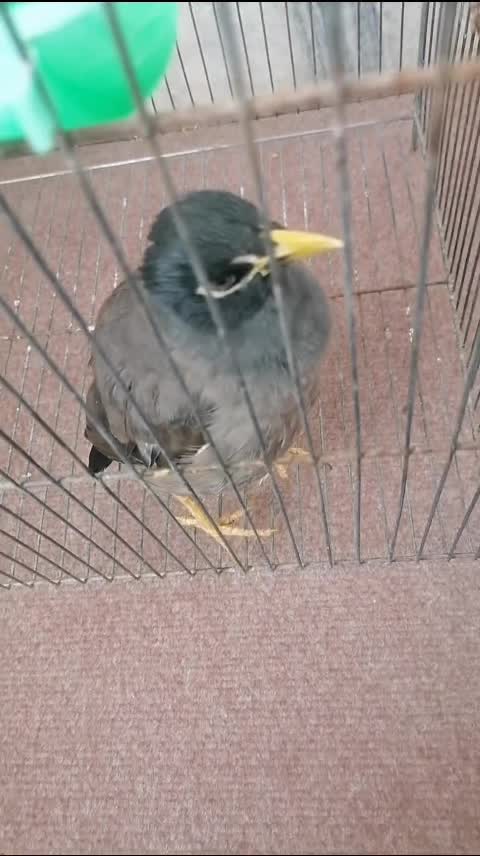 مرغ مینا سخنگو|پرنده|حمیدیا, |دیوار