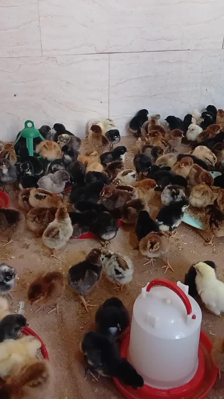 جوجه|حیوانات مزرعه|اهواز, حصیرآباد|دیوار