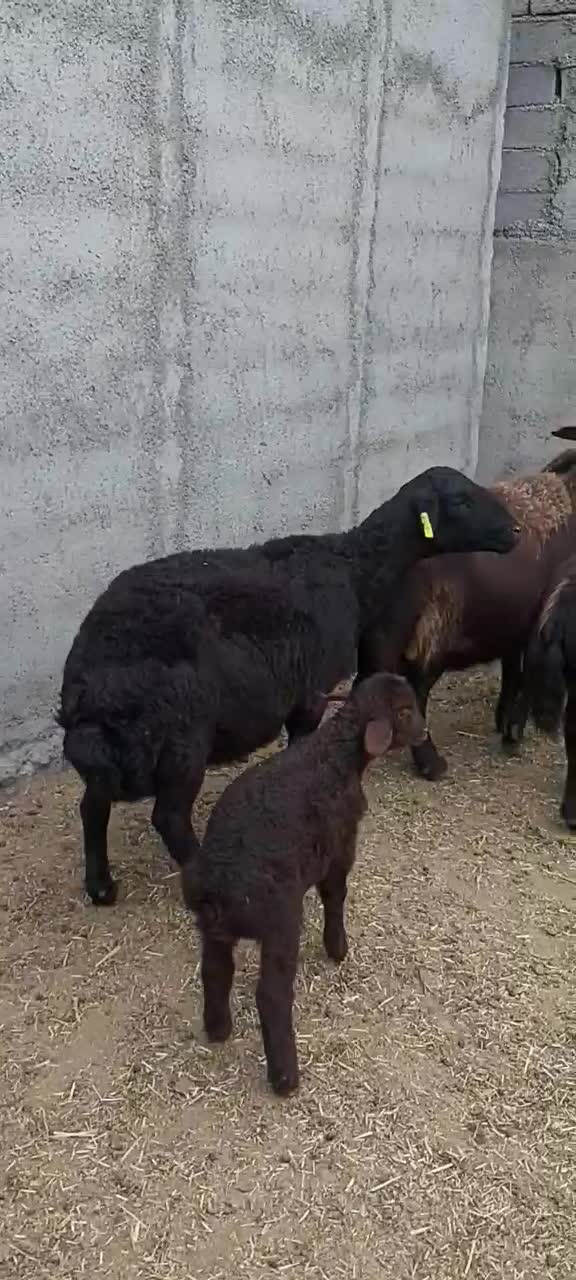 هترو|حیوانات مزرعه|سلطانیه, |دیوار