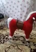 اسباب بازی اسب|اسباببازی بچه|مشگین شهر, |دیوار