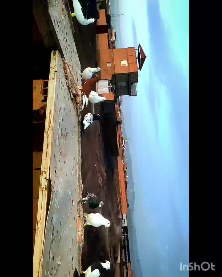 کفتر|پرنده|سبزوار, کهنه آب|دیوار