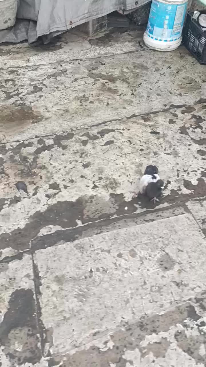 کبوتر|پرنده|شیراز, تل حسین‌آباد|دیوار