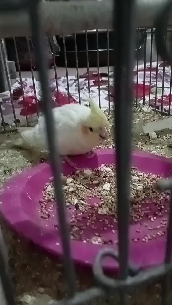 طوطی عروس هلندی مولد با جوجه|پرنده|کرج, شهرک سهرابیه|دیوار