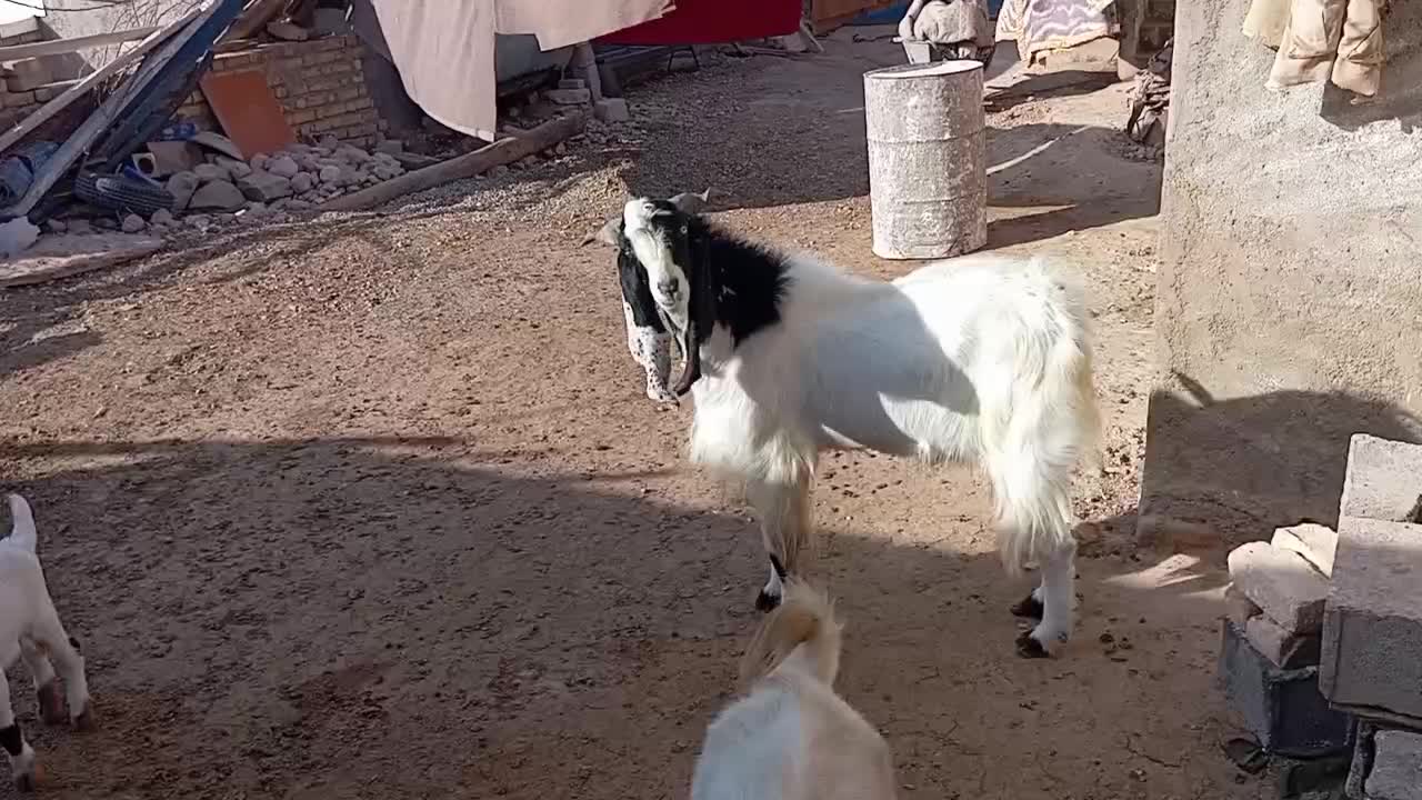 واگذار|حیوانات مزرعه|ماهدشت, |دیوار