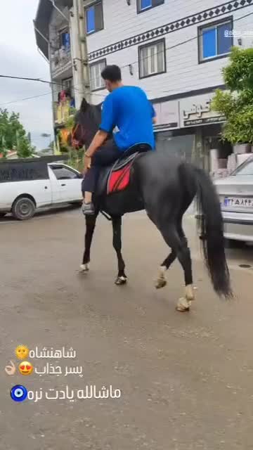 اسب مشکی دوخون|اسب و تجهیزات اسب‌سواری|ماسال, |دیوار