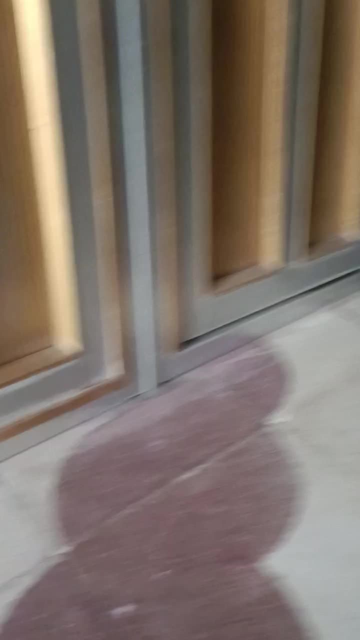 کفتر سینه سیاه نر دوکت سفید پسکنت بالا|پرنده|جهرم, |دیوار