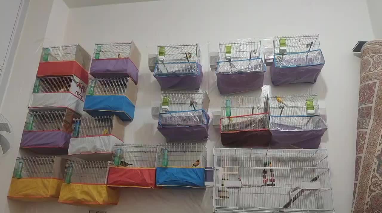 قناری|پرنده|خورموج, |دیوار