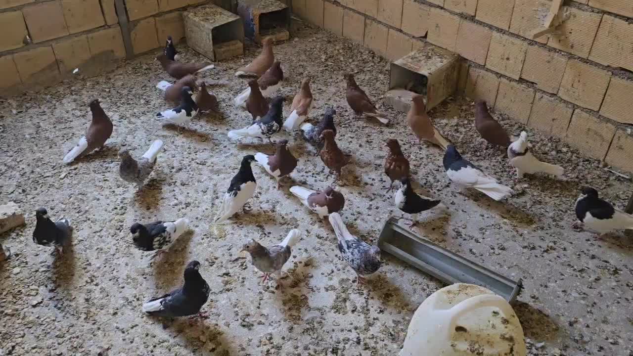 دم سفید وو شهری|پرنده|شیراز, میرزاکوچک خان|دیوار