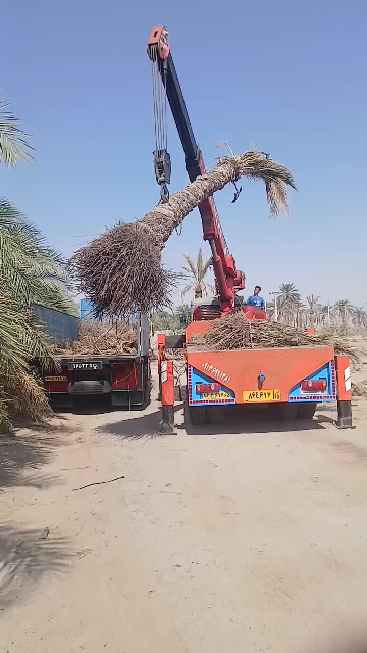 ارسال  نخل تنه دار از نخلستان|خدمات باغبانی و درختکاری|محلات, |دیوار