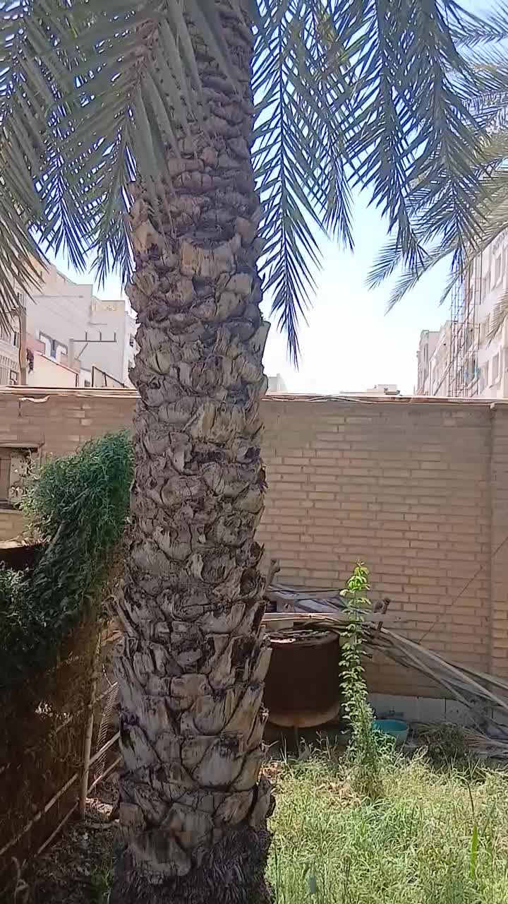 بریدن نخل قطع درخت کندن خرما سمپاشی تمیزکردن هرس|خدمات باغبانی و درختکاری|اهواز, کیانپارس |دیوار