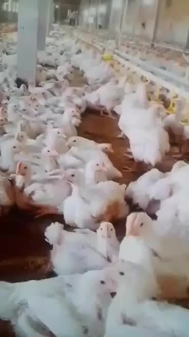 جوجه اردک پکنی گوشتی|حیوانات مزرعه|مشهد, امام رضا (ع)|دیوار