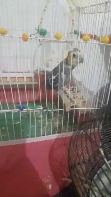 دوعدد عروس هلندی|پرنده|ایذه, |دیوار