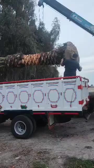 فروش و تحویل انواع درخت نخل خوزستان در استان گیلان|خدمات باغبانی و درختکاری|لاهیجان, شیشه گران|دیوار