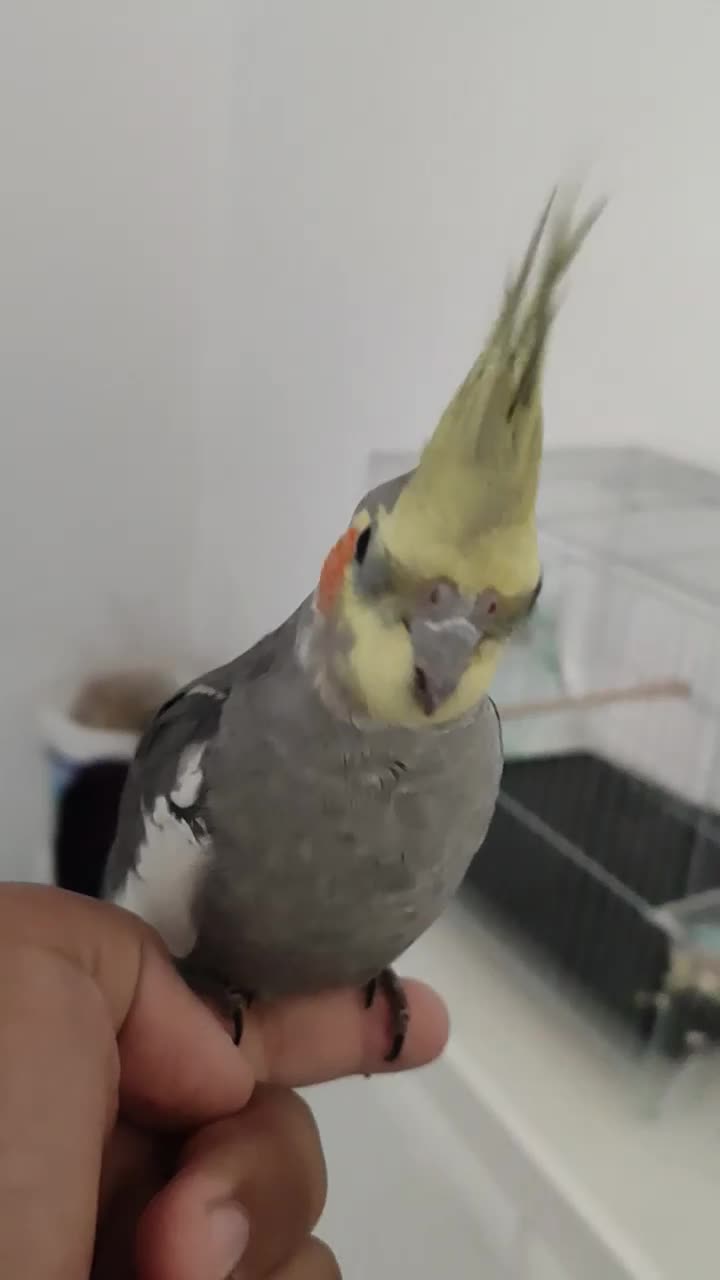 عروس هلندی سینامون|پرنده|شوش, |دیوار