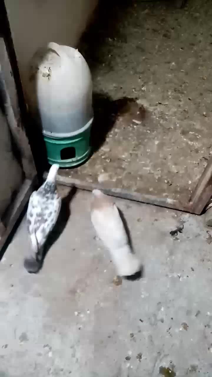 کفتر|پرنده|شیراز, کوشک میدان|دیوار