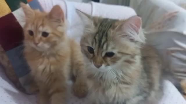 توله گربه میکش بریتیش dsh|گربه|کرج, کوی زنبق|دیوار