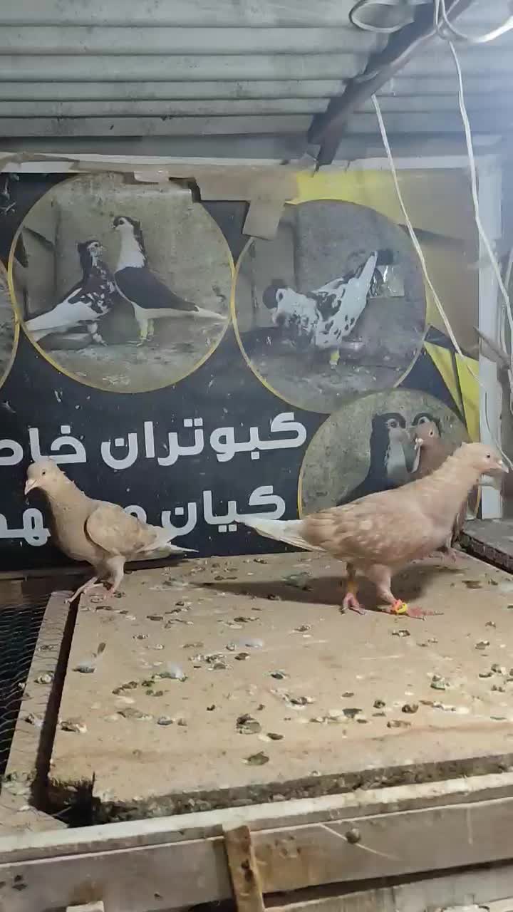 دم سفیدای درجه یک.سار.چپ لیمویی ماده|پرنده|مشهد, خرمشهر|دیوار
