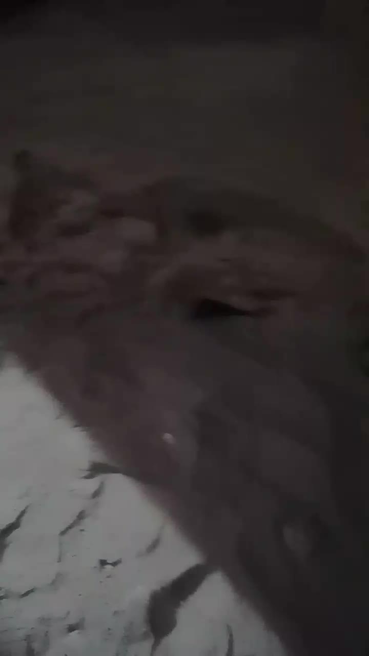 سکه زیرخاکی|کلکسیون اشیاء عتیقه|زهک, |دیوار