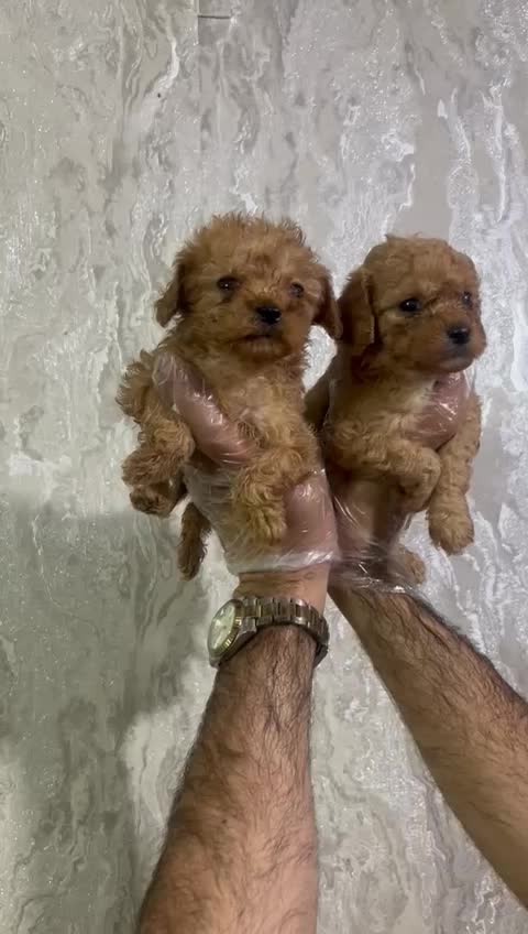 توی پودل اپریکات|سگ|رشت, گلسار|دیوار