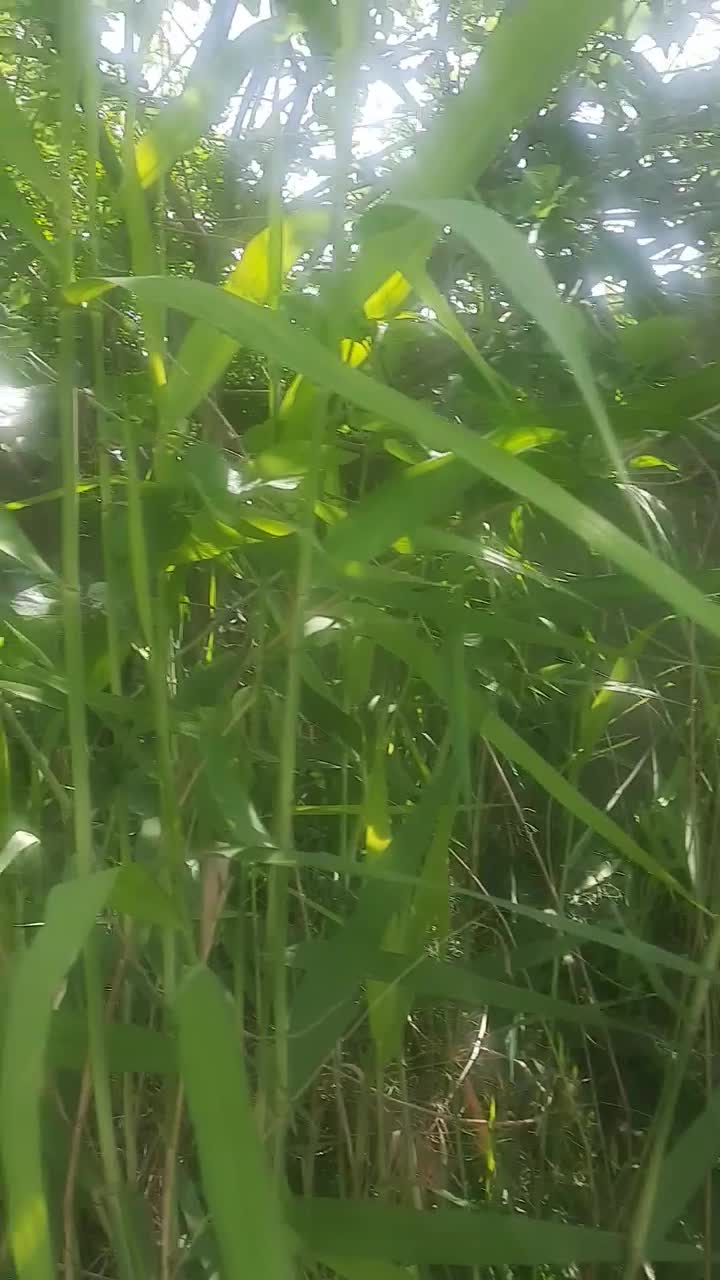 باغچه نقلی چهاردیواری فاصله تا تهران ۲۰ دقیقه|فروش خانه و ویلا|خاوران, |دیوار