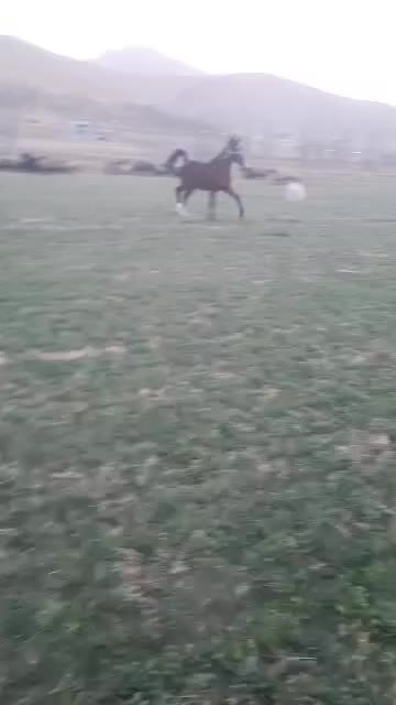 فروش اسب نریان دره شوری|اسب و تجهیزات اسبسواری|جونقان, |دیوار