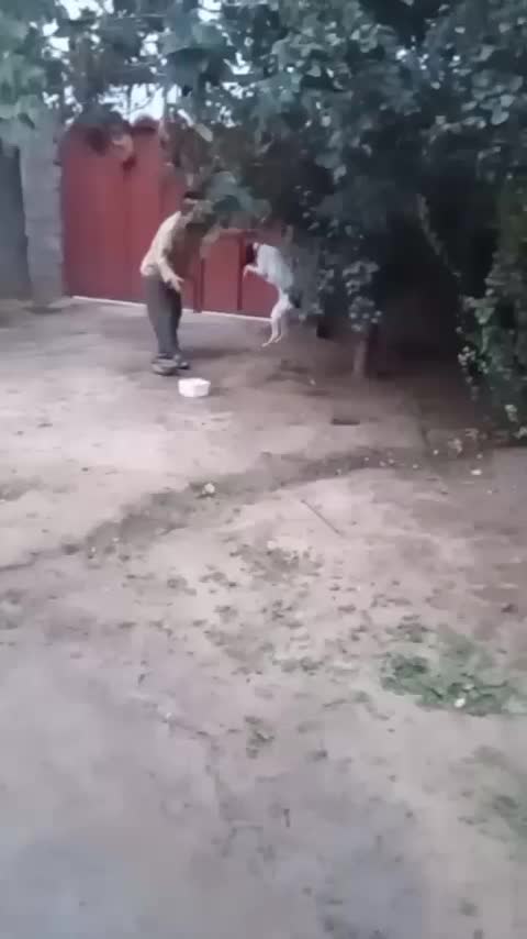 توله مخصوص دمبلان(ترافل)|سگ|گلی داغ, |دیوار