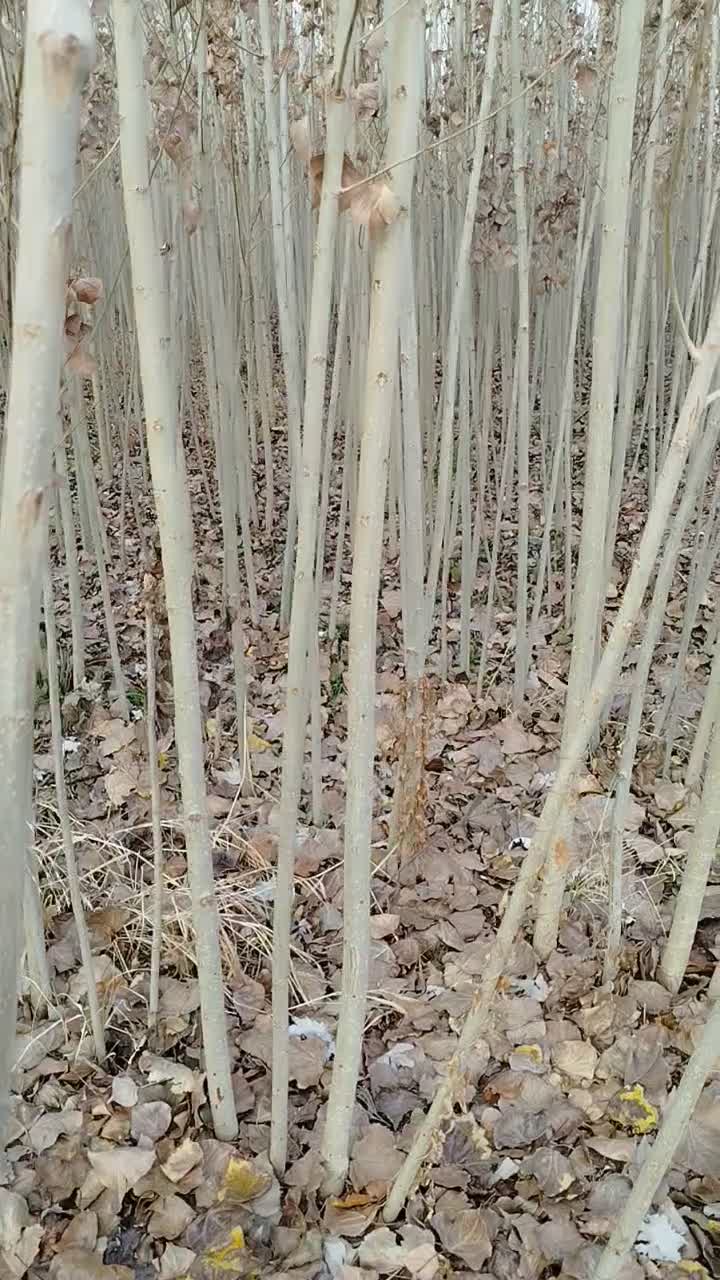 پیش فروش وفروش انواع نهال|عمدهفروشی|پاوه, |دیوار