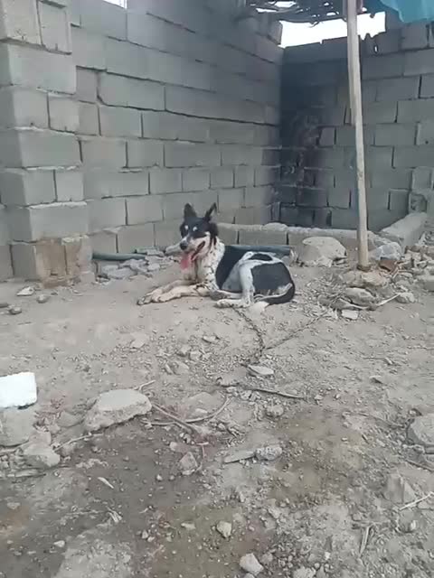 456|سگ|ایرانشهر, |دیوار