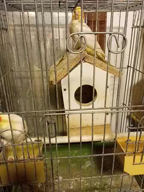 عروس هلندی|پرنده|خرمآباد (تنکابن), |دیوار