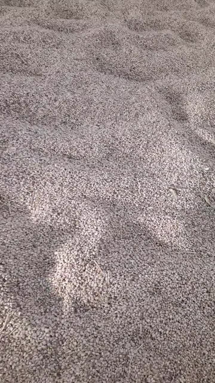 لوبیا چیتی|عمدهفروشی|معمولان, |دیوار