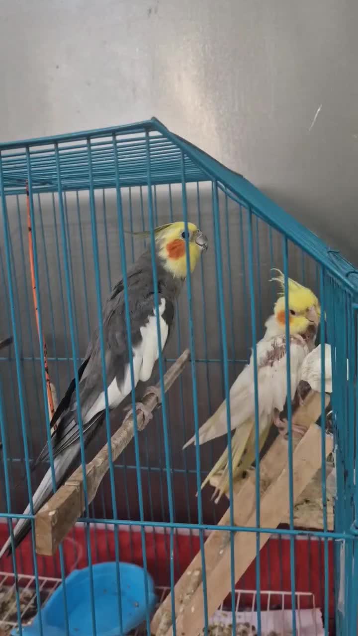 عروس هلندی|پرنده|رشت, کوی امام رضا|دیوار