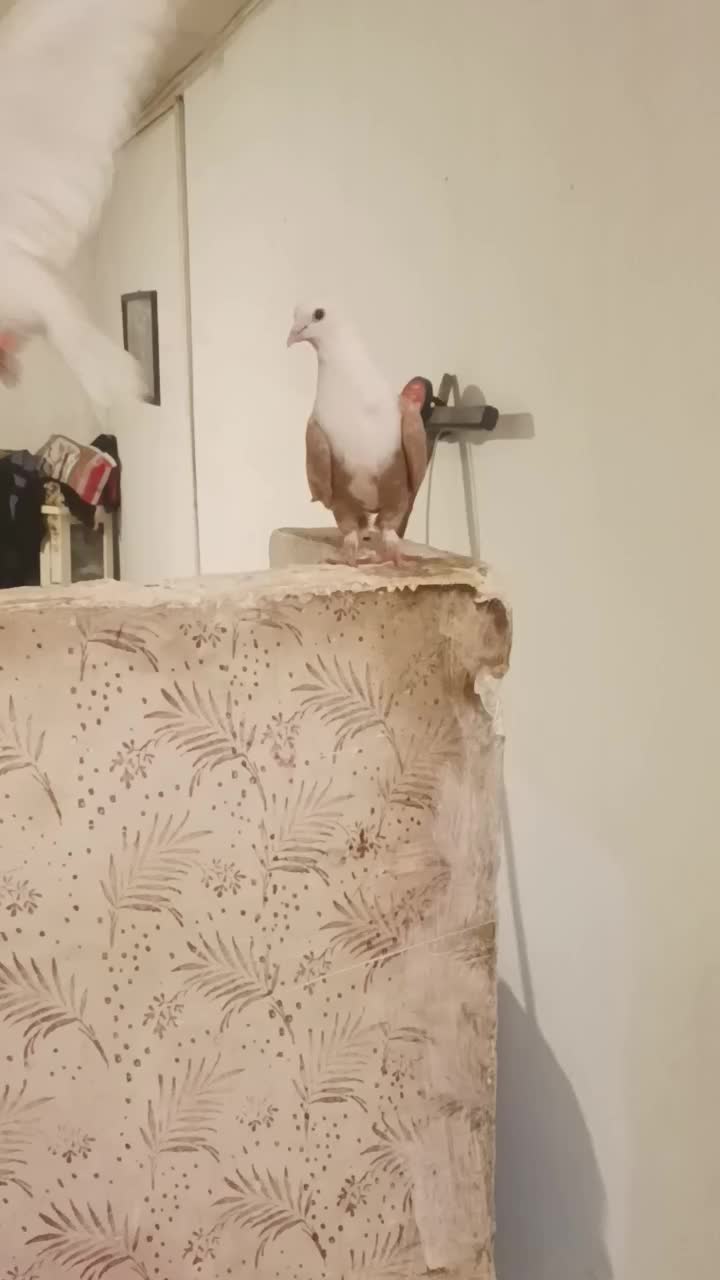 دو عدد کبوتررنگه|پرنده|مشهد, انصار|دیوار