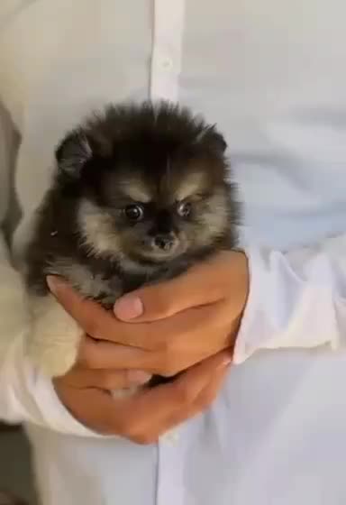 پامر پاندایی|سگ|خمینی‌شهر, |دیوار