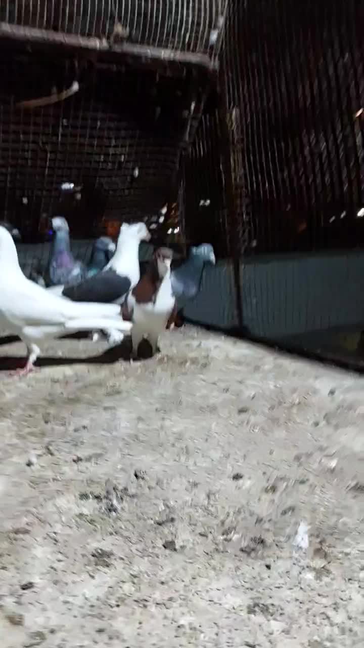 ۱۶ عدد کبوتر صحیح و سالم|پرنده|چابهار, |دیوار