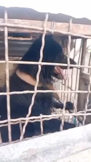 ژرمن شولاین|سگ|بم, |دیوار