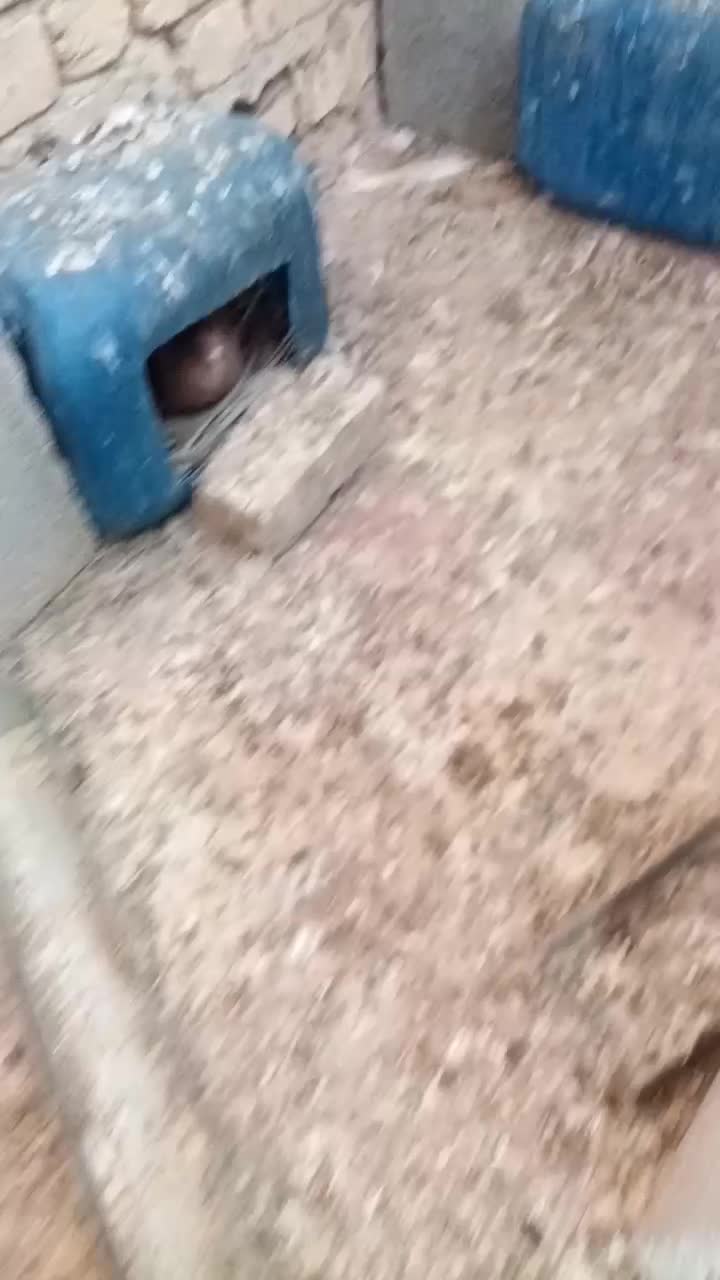 کفتر خوشرنگ بد رنگ|پرنده|شیراز, محمدیه|دیوار