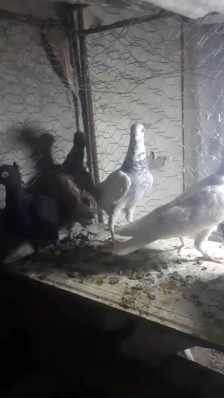 پرشی جغتای|پرنده|خور (اصفهان), |دیوار