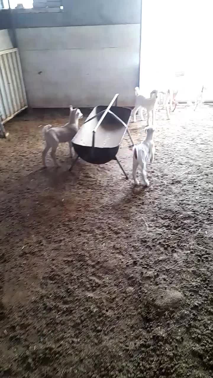 کره نر و ماده ۲۰ روزه|حیوانات مزرعه|میبد, |دیوار