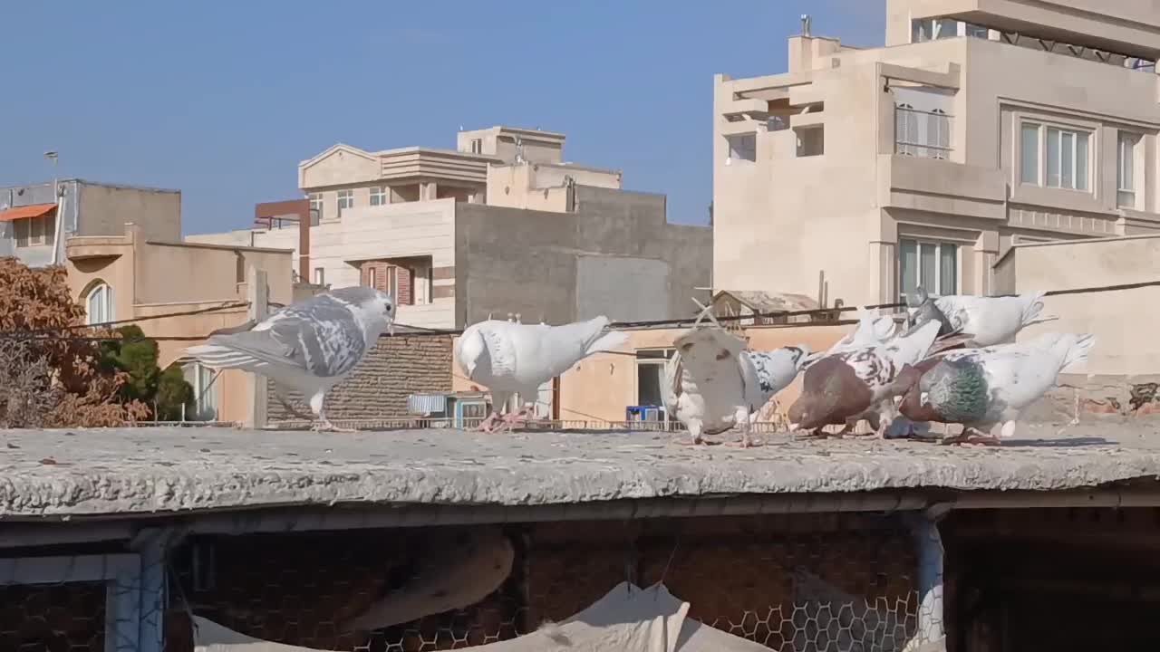 کله|پرنده|مشهد, جانباز|دیوار