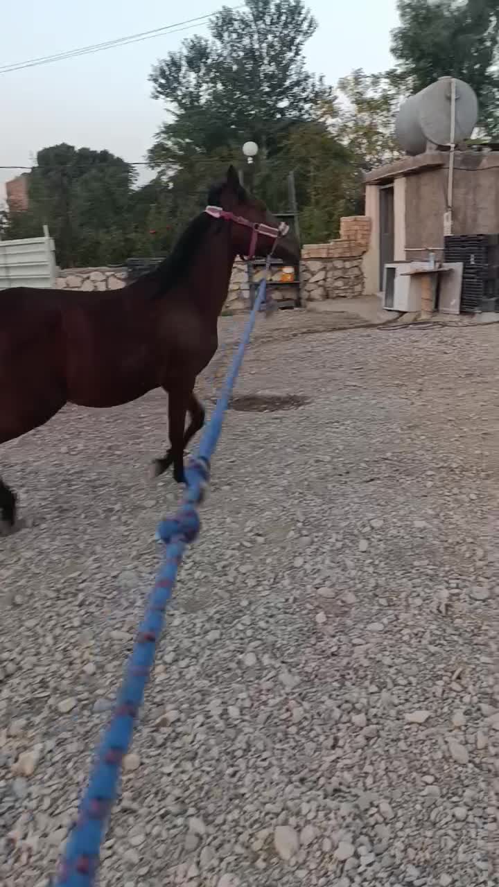 کره مادیون 26ماهه کره هارای|اسب و تجهیزات اسبسواری|ساوه, |دیوار